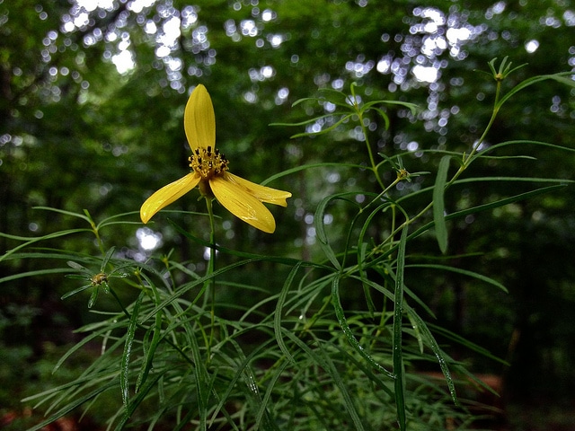 Airelle à longues étamines (Vaccinium stamineum)