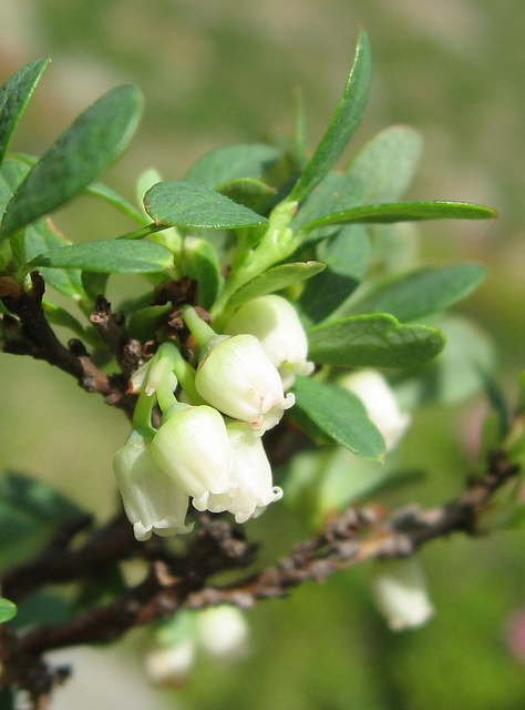 Myrtille des marais (Vaccinium uliginosum)