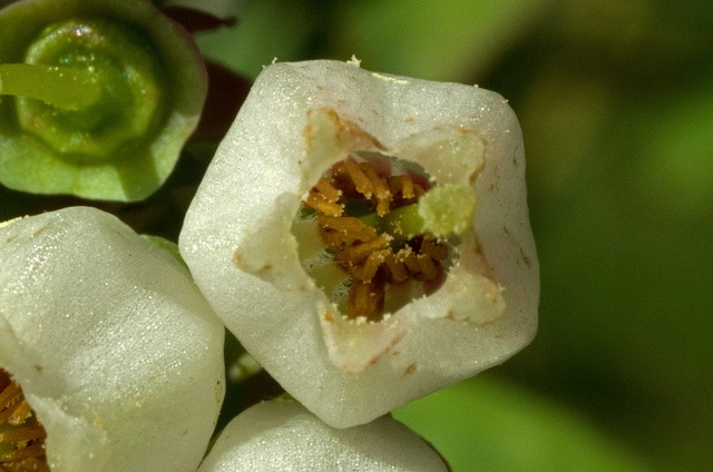 Myrtille œil-de-lapin (Vaccinium virgatum)