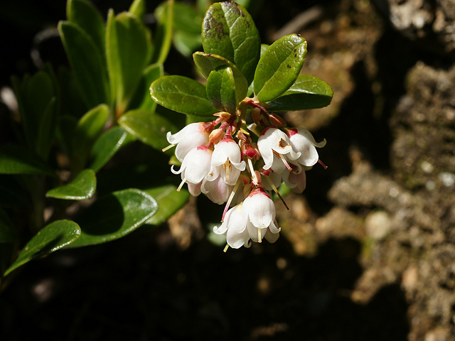 Airelle rouge (Vaccinium vitis-idaea)