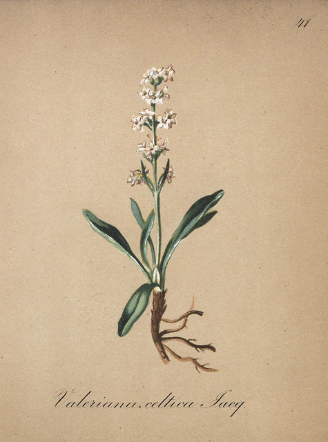 Valériane celte (Valeriana celtica)