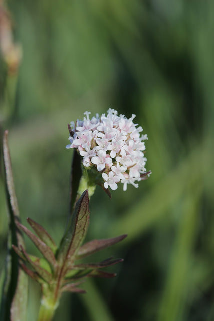 Petite valériane (Valeriana dioica)