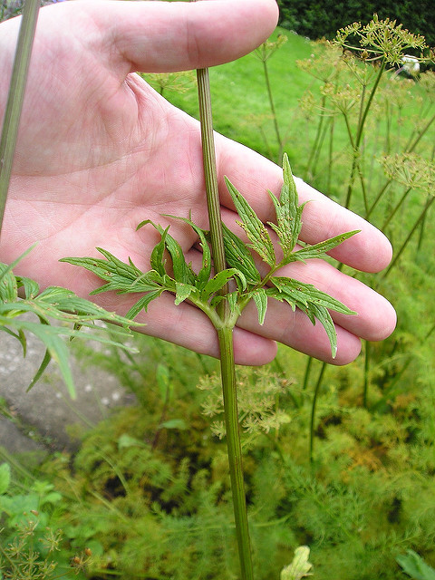 Valériane officinale