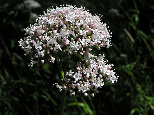 Valériane officinale (Valeriana officinalis)