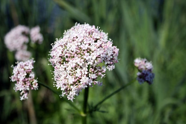 Valeriana sambucifolia