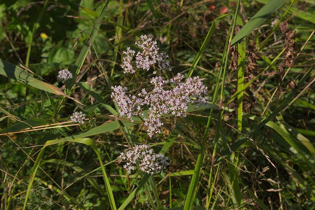Valeriana sambucifolia