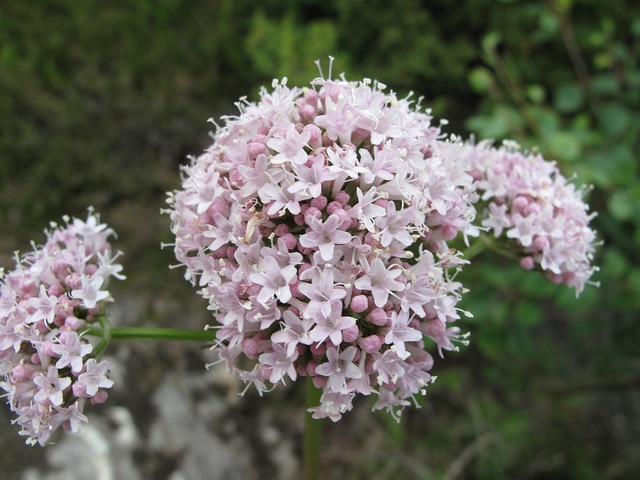 Valeriana sambucifolia (Valeriana sambucifolia)