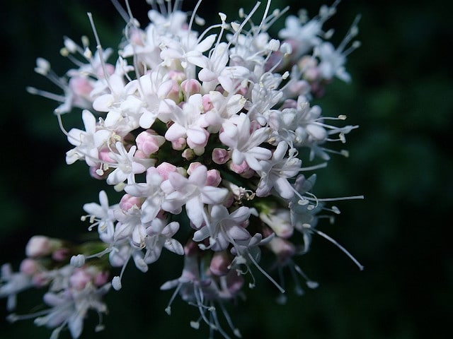Valeriana sitchensis