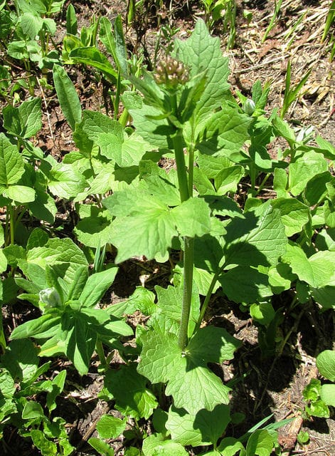 Valeriana sitchensis