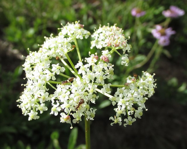 Valeriana sitchensis