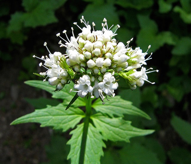 Valeriana sitchensis