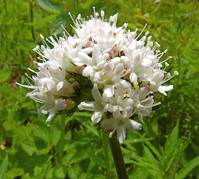 Valeriana sitchensis (Valeriana sitchensis)