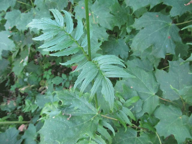 Valeriana uliginosa