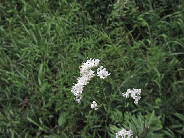 Valeriana uliginosa