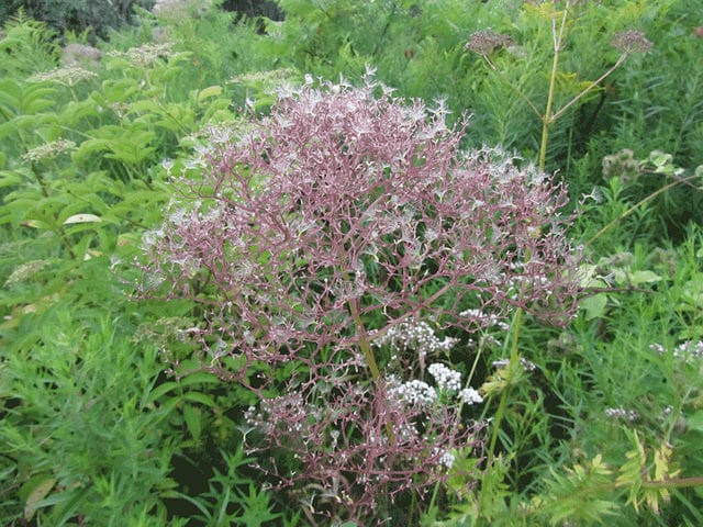 Valeriana uliginosa