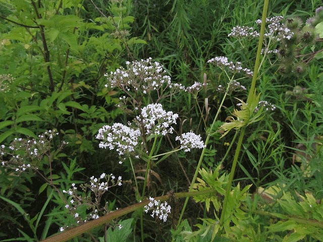 Valeriana uliginosa (Valeriana uliginosa)