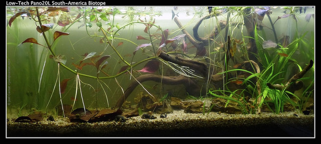 Vallisneria americana