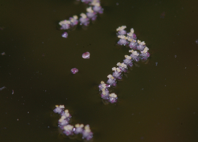 Vallisneria americana