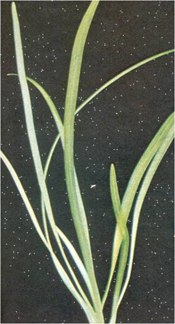 Vallisneria americana