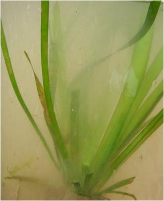 Vallisneria americana