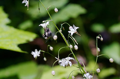 Vancouveria hexandra (Vancouveria hexandra)