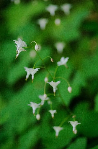 Vancouveria hexandra