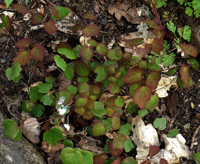 Vancouveria hexandra