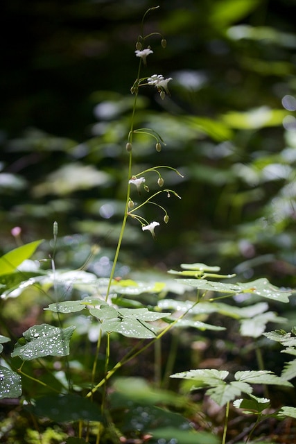 Vancouveria hexandra