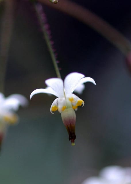 Vancouveria planipetala