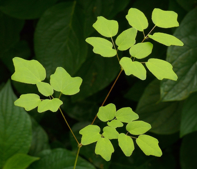 Vancouveria planipetala