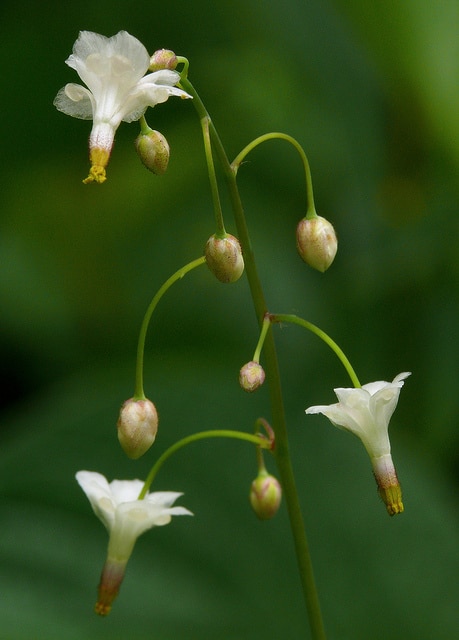Vancouveria planipetala