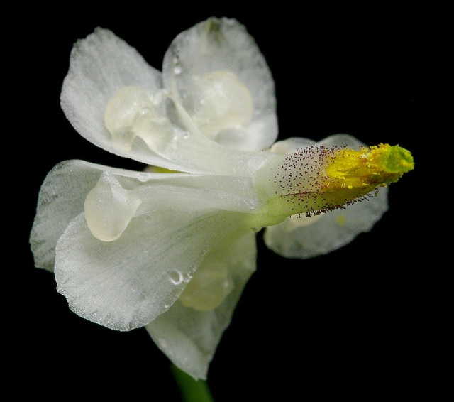Vancouveria planipetala