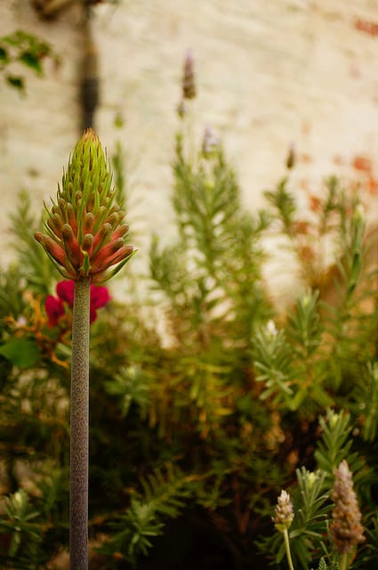 Veltheimia bracteata