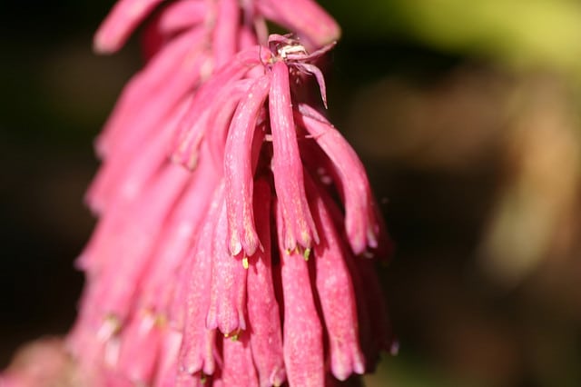 Veltheimia bracteata