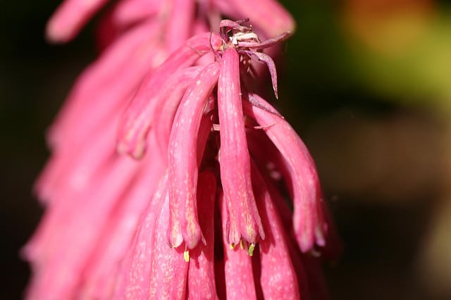 Veltheimia bracteata