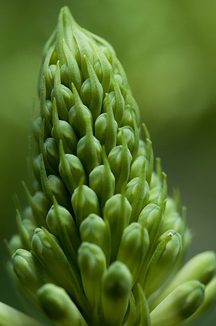 Veltheimia bracteata
