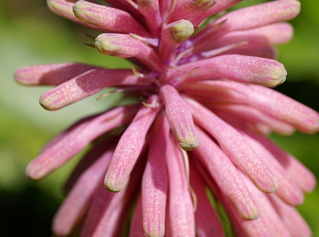 Veltheimia bracteata (Veltheimia bracteata)