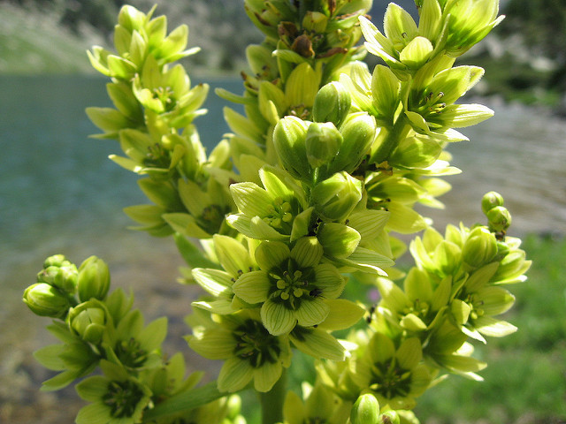 Vératre blanc (Veratrum album)