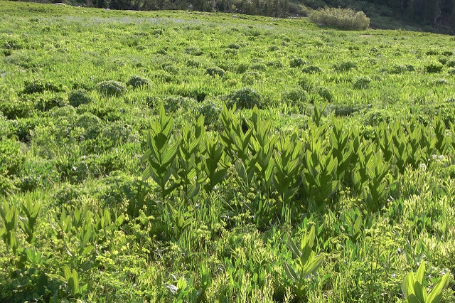 Veratrum californicum (Veratrum californicum)