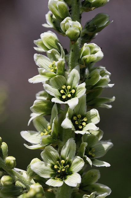 Veratrum californicum