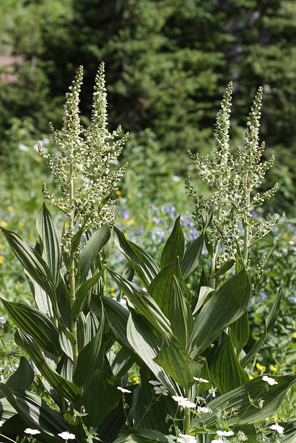 Veratrum californicum