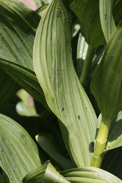Veratrum californicum