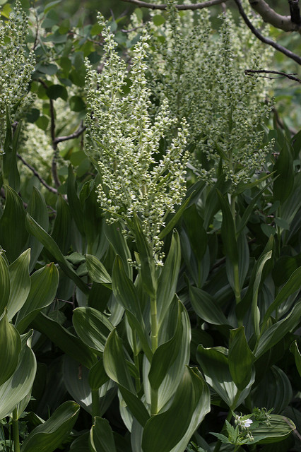 Veratrum californicum