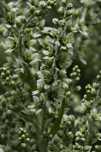 Veratrum californicum