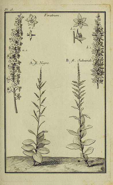 Vératre noir (Veratrum nigrum)