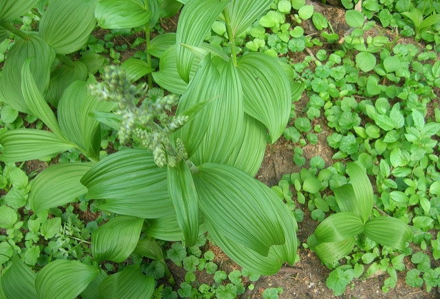 Vérâtre vert
