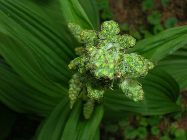 Vérâtre vert