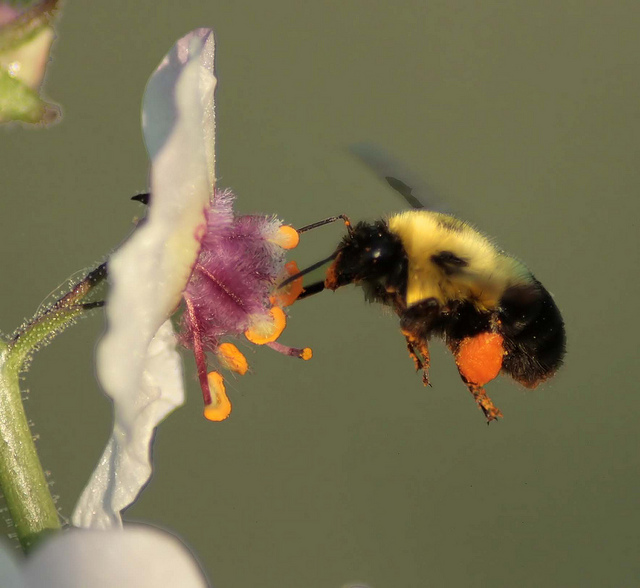 Molène blattaire (Verbascum blattaria)