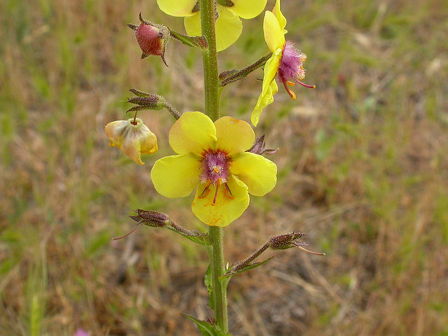 Molène blattaire