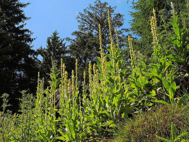 Molène à fleurs denses (Verbascum densiflorum)